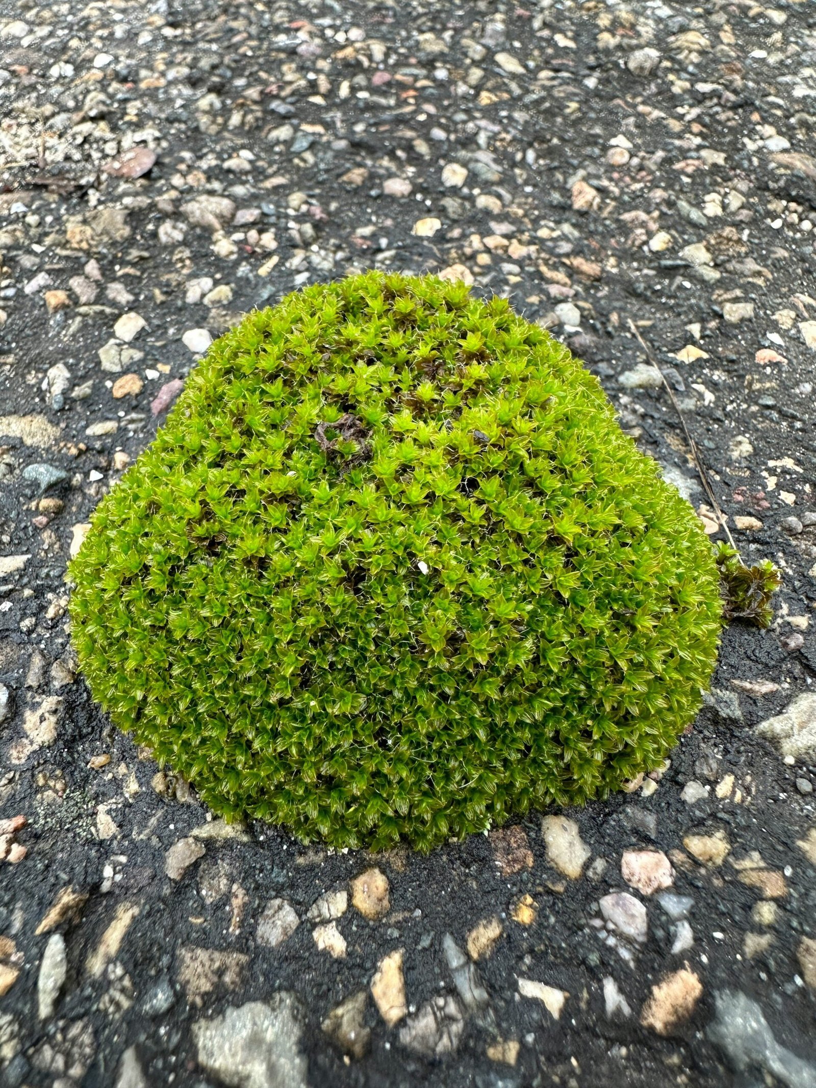 a patch of green moss growing on the ground